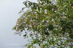 Cestrum aurantiacum